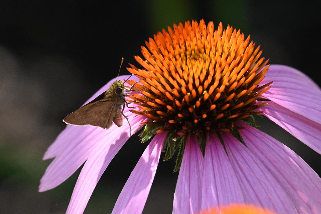 2025-07199673 Tower Hill Botanic Garden, MA.JPG - Dun Skipper on Coneflower. New England Botanic Garden at Tower Hill, MA, 7-19-2025